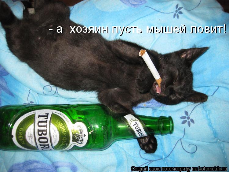 Котоматрица: - а  хозяин пусть мышей ловит!