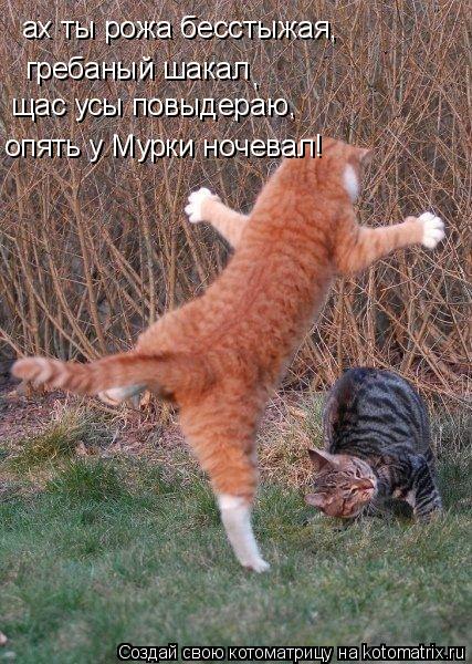 Котоматрица: ах ты рожа бесстыжая,  гребаный шакал щас усы повыдераю,  опять у Мурки ночевал!  ,