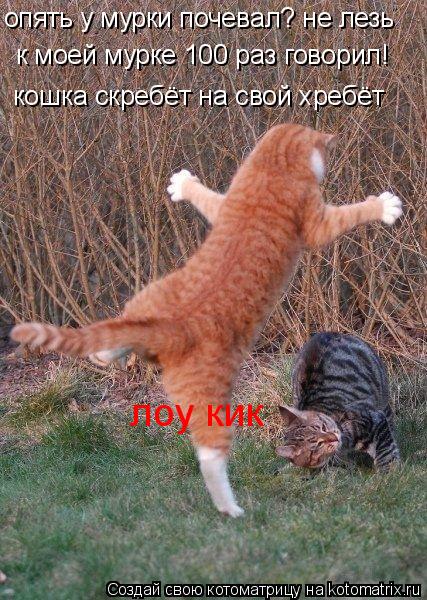 Котоматрица: опять у мурки почевал? не лезь  к моей мурке 100 раз говорил! кошка скребёт на свой хребёт лоу кик