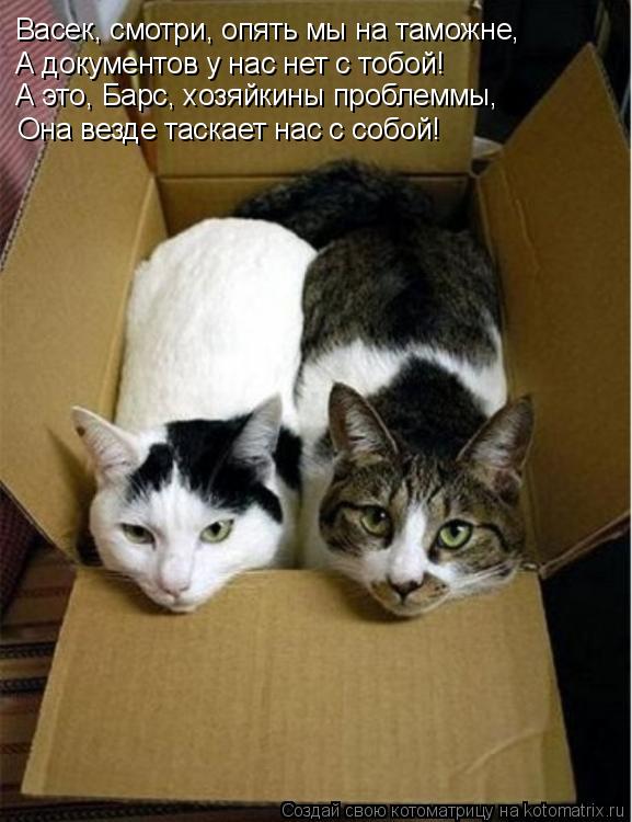 Котоматрица: Васек, смотри, опять мы на таможне, А это, Барс, хозяйкины проблеммы, Она везде таскает нас с собой! А документов у нас нет с тобой!