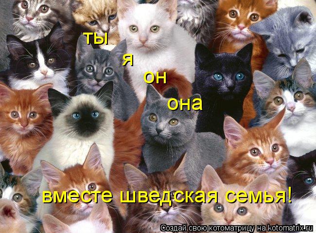 Котоматрица: ты я он она вместе шведская семья!