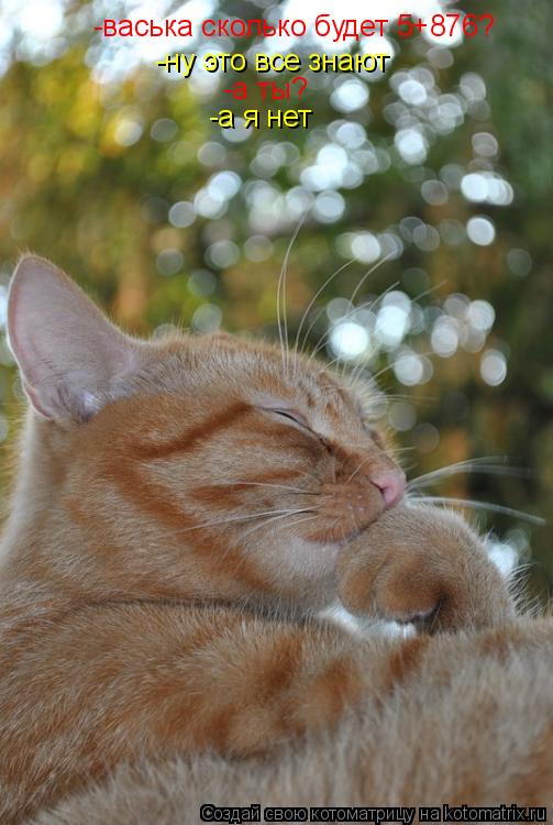 Котоматрица: -васька сколько будет 5+876? -ну это все знают -а ты? -а я нет