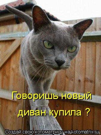 Говоришь новый диван купила ?... Котоматрица: Говоришь новый диван купила ?