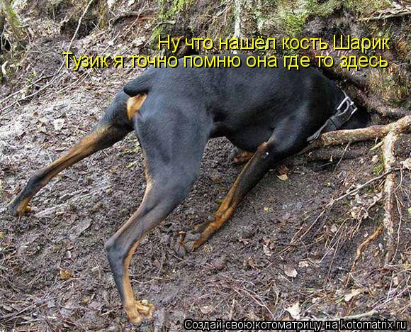 Ну что нашёл кость Шарик Тузик я точно помню она где то здесь... Котоматрица: Ну что нашёл кость Шарик Тузик я точно помню она где то здесь