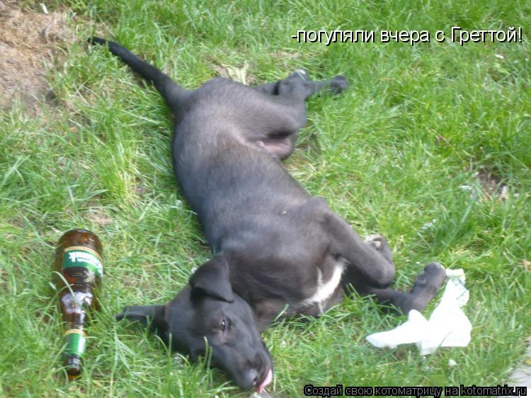 -погуляли вчера с Греттой!... Котоматрица: -погуляли вчера с Греттой!