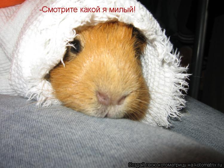 Котоматрица: -Смотрите какой я милый!
