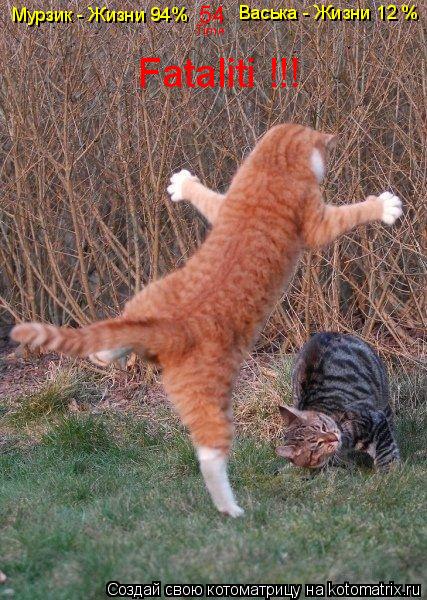 Мурзик - Жизни 94% Васька - Жизни 12 % 54 Time Fataliti !!!... Котоматрица: Мурзик - Жизни 94% Васька - Жизни 12 % 54 Time Fataliti !!!