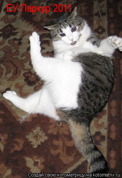 ЕУ Паркур 2011... Котоматрица: ЕУ Паркур 2011