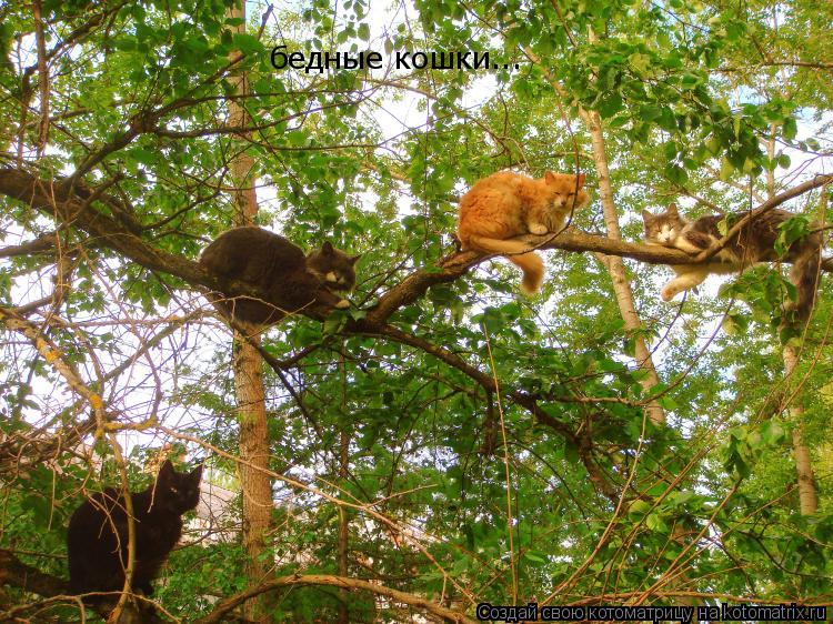 бедные кошки...... Котоматрица: бедные кошки...