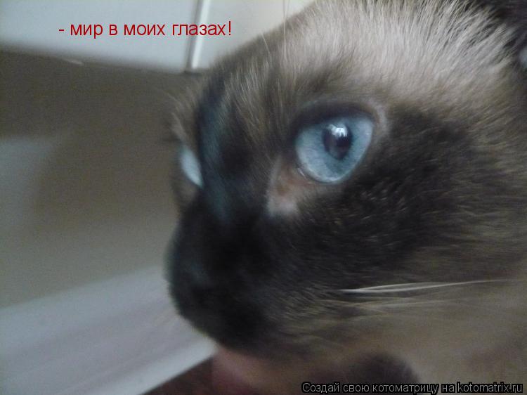 Котоматрица: - мир в моих глазах!