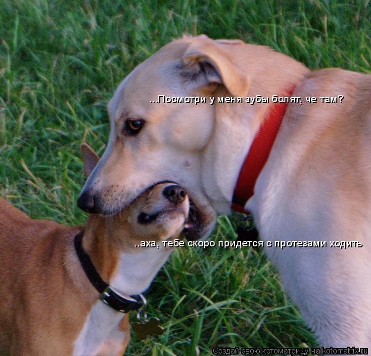 ...Посмотри у меня зубы болят, че там? ..аха, тебе скоро придется с протезами ходить... Котоматрица: ...Посмотри у меня зубы болят, че там? ..аха, тебе скоро придется с протезами ходить