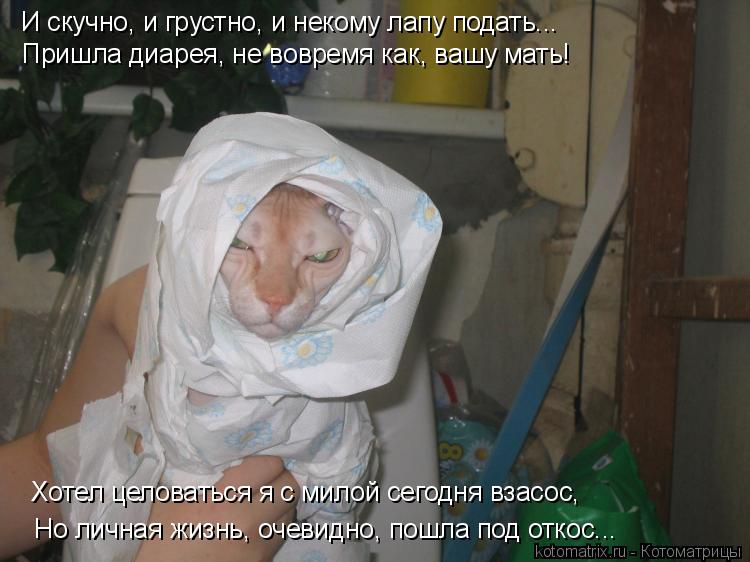 И скучно, и грустно, и некому лапу подать... Пришла диарея, не вовремя как, вашу мать! Но личная жизн... Котоматрица: И скучно, и грустно, и некому лапу подать... Пришла диарея, не вовремя как, вашу мать! Но личная жизнь, очевидно, пошла под откос... Хотел целова