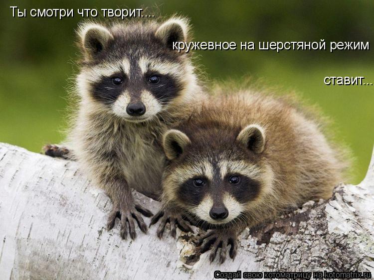 Котоматрица: Ты смотри что творит.... кружевное на шерстяной режим  ставит...