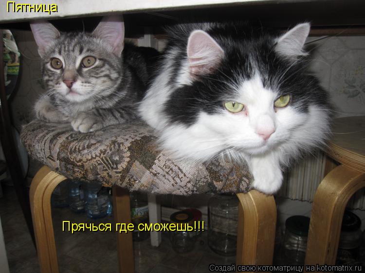 Котоматрица: Пятница Прячься где сможешь!!!