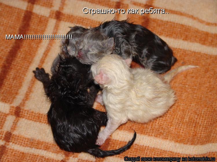 Котоматрица: Страшно-то как ребята.. МАМА!!!!!!!!!!!!!!!!!!!!!!!!