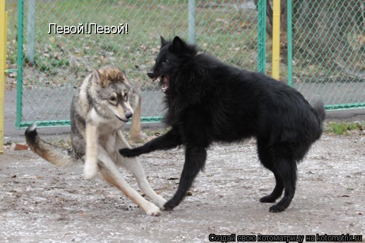 Котоматрица: Левой!Левой!