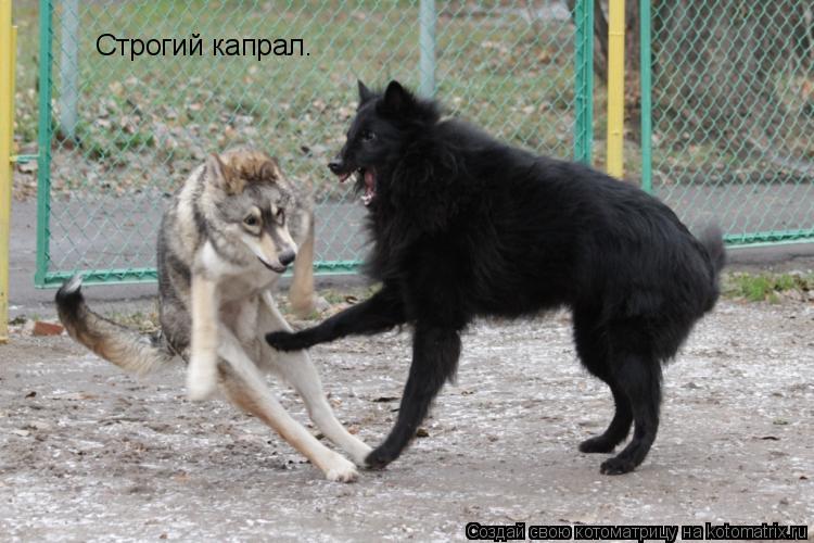 Котоматрица: Строгий капрал.