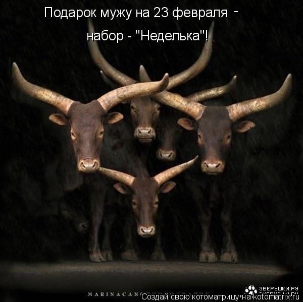 Котоматрица: Подарок мужу на 23 февраля набор - "Неделька"! -