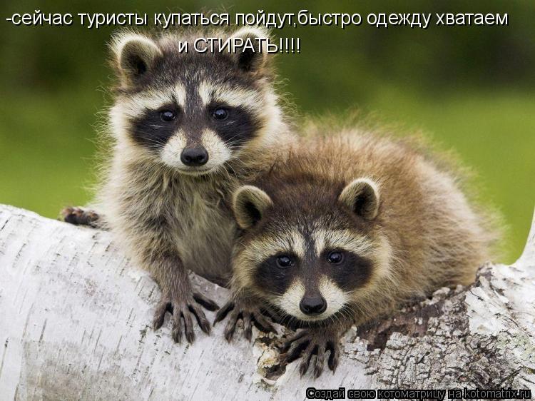 Котоматрица: -сейчас туристы купаться пойдут,быстро одежду хватаем и СТИРАТЬ!!!!