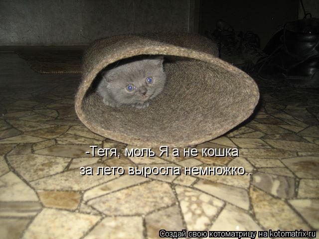 Котоматрица: -Тетя, моль Я а не кошка за лето выросла немножко..