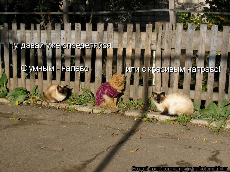 Котоматрица: Ну, давай уже определяйся! С умным - налево или с красивым направо!