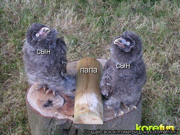 Котоматрица: сын сын папа