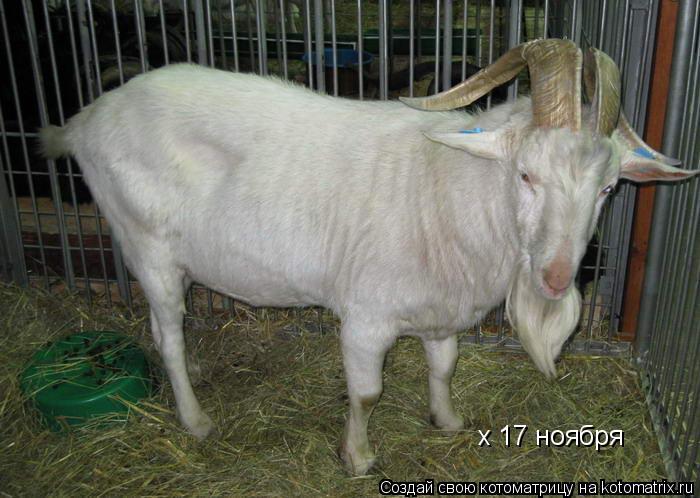 Котоматрица: х 17 ноября
