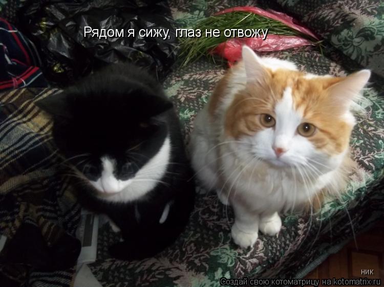 Котоматрица: Рядом я сижу, глаз не отвожу ник