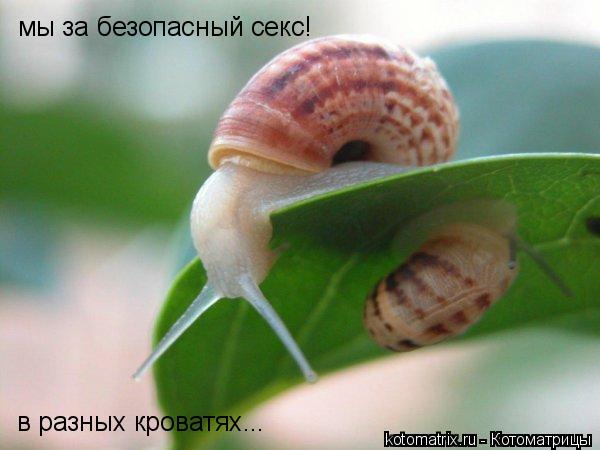 Котоматрица: мы за безопасный секс!  в разных кроватях...
