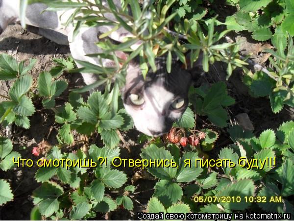 Котоматрица: Что смотришь?! Отвернись, я писать буду!!!