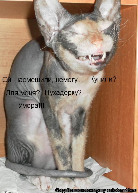 Котоматрица: Ой, насмешили, немогу..... Для меня? Пухадерку? Умора!!! Купили?
