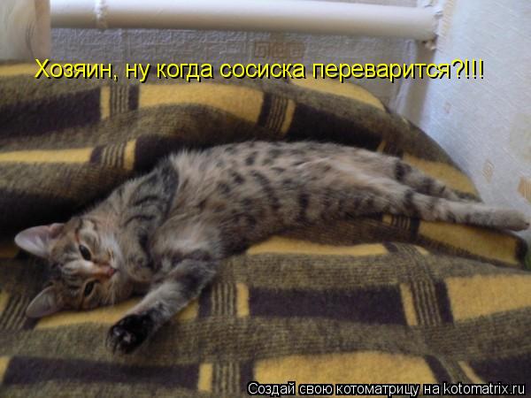 Котоматрица: Хозяин, ну когда сосиска переварится?!!!