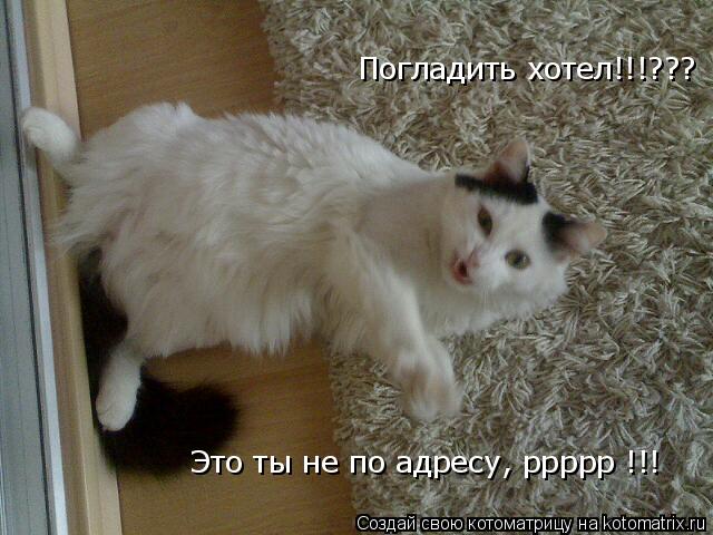 Котоматрица: Погладить хотел!!!??? Это ты не по адресу, ррррр !!!