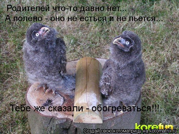 Котоматрица: Родителей что-то давно нет... А полено - оно не есться и не пьется... Тебе же сказали - обогреваться!!!.