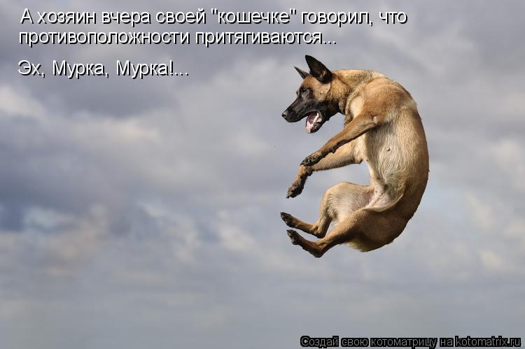 Котоматрица: А хозяин вчера своей "кошечке" говорил, что  противоположности притягиваются... Эх, Мурка, Мурка!...