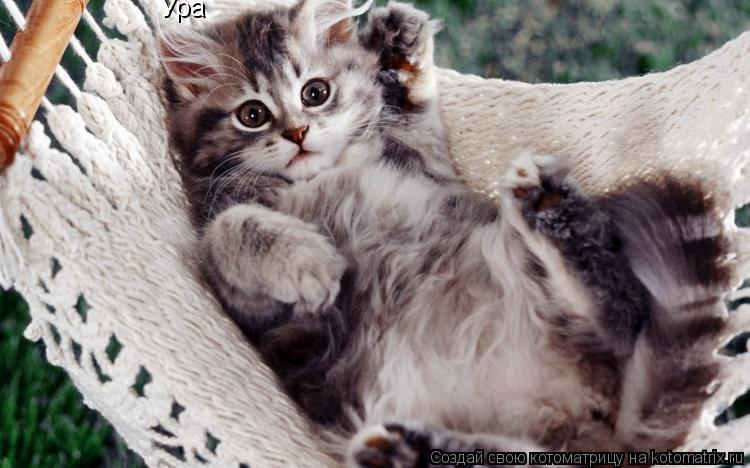 Котоматрица: Ура