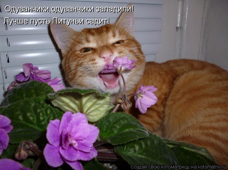 Котоматрица: Одуванчики,одуванчики заладили! Лучше пусть Питуньи садит!