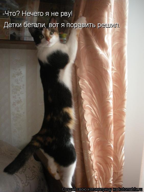 Котоматрица: -Что? Нечего я не рву! Детки бегали, вот я поравить решил.