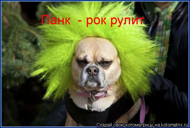 Котоматрица: Панк  - рок рулит