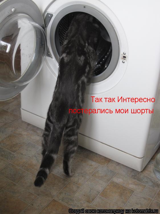 Котоматрица: Так так Интересно постерались мои шорты