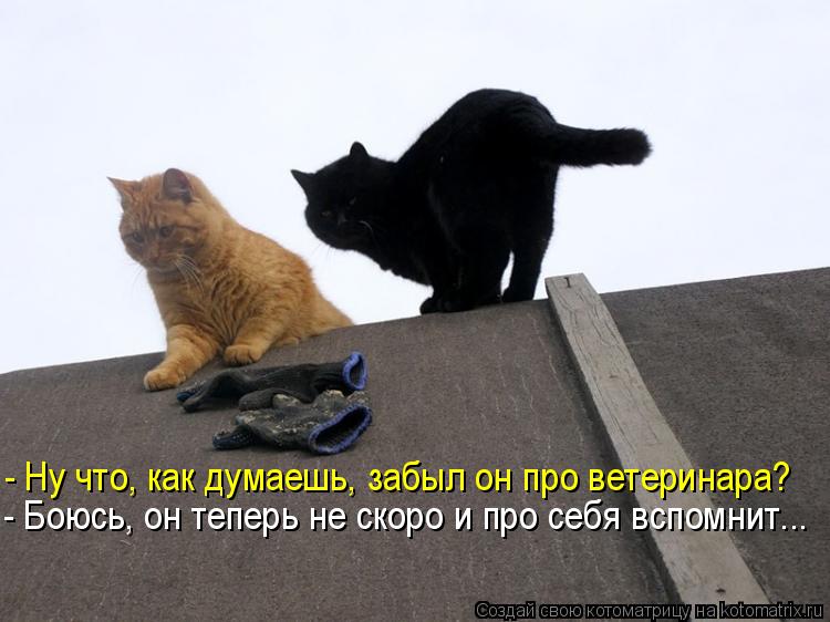 Котоматрица: - Ну что, как думаешь, забыл он про ветеринара? - Боюсь, он теперь не скоро и про себя вспомнит...