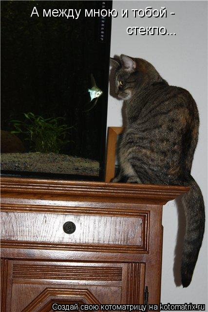 Котоматрица: А между мною и тобой - стекло...