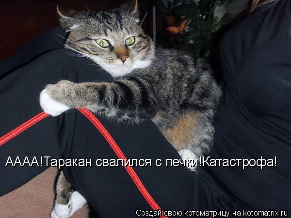 АААА!Таракан свалился с печки!Катастрофа!... Котоматрица: АААА!Таракан свалился с печки!Катастрофа!