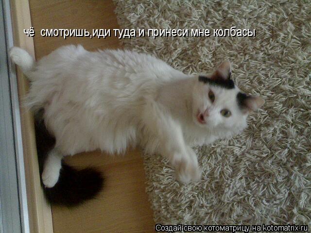 чё смотришь,иди туда и принеси мне колбасы... Котоматрица: чё смотришь,иди туда и принеси мне колбасы