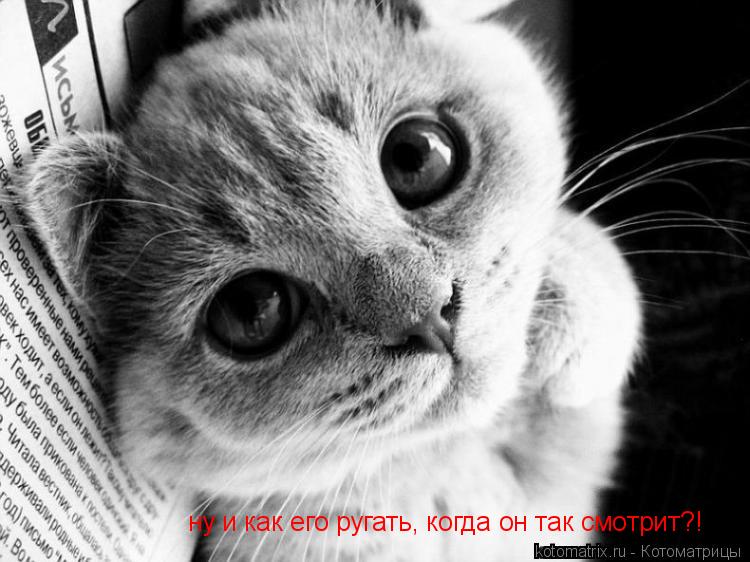 ну и как его ругать, когда он так смотрит?!... Котоматрица: ну и как его ругать, когда он так смотрит?!