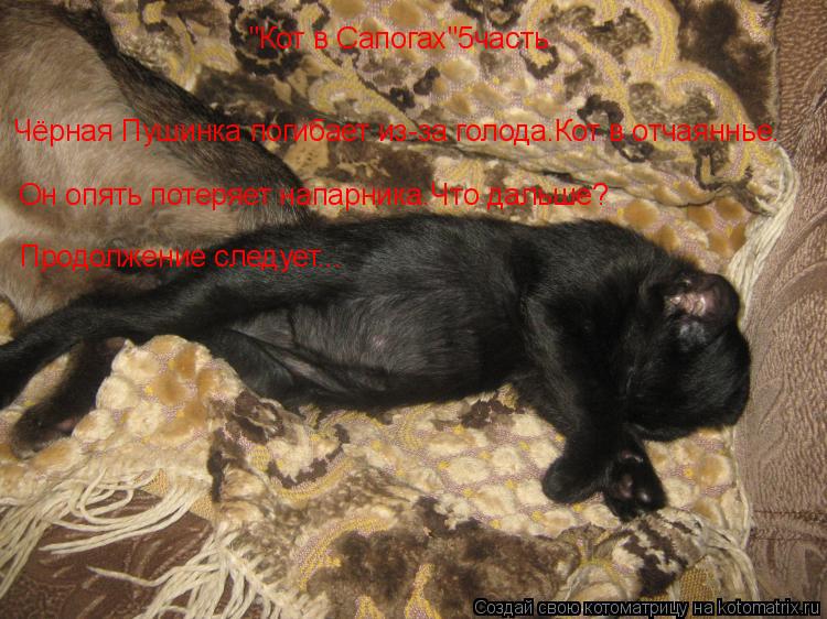 Котоматрица: "Кот в Сапогах"5часть Чёрная Пушинка погибает из-за голода.Кот в отчаяннье. Он опять потеряет напарника.Что дальше? Продолжение следует...