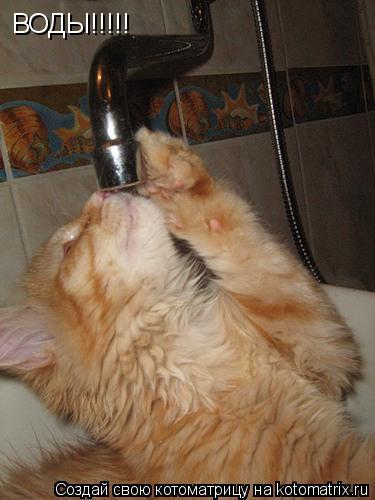 Котоматрица: ВОДЫ!!!!!