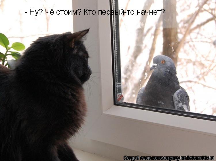 Котоматрица: - Ну? Чё стоим? Кто первый-то начнёт?