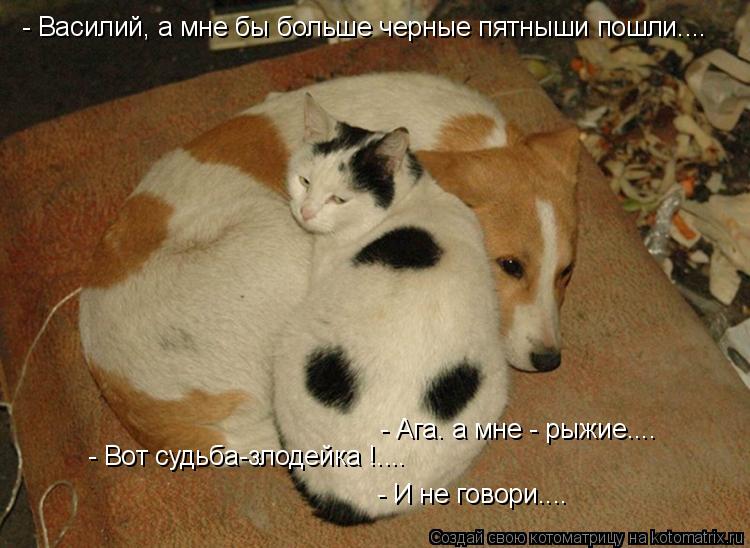 Котоматрица: - Василий, а мне бы больше черные пятныши пошли.... - Ага. а мне - рыжие.... - Вот судьба-злодейка !.... - И не говори....