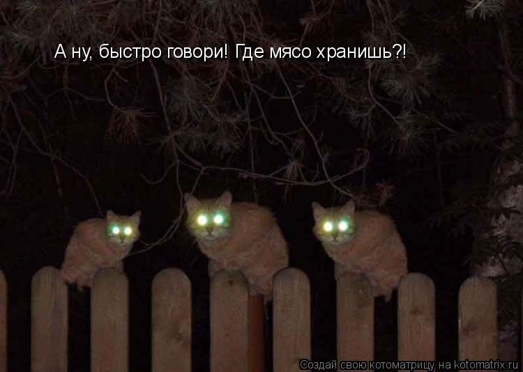 Котоматрица: А ну, быстро говори! Где мясо хранишь?!